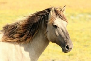 horse, pasture, nature